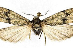 Eilema aistleitneri