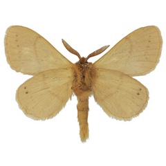 /filer/webapps/moths/media/images/R/rufescens_Philotherma_AM_Basquin_01b.jpg