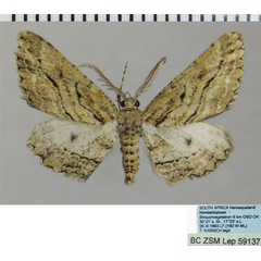 /filer/webapps/moths/media/images/G/gladstonei_Hypomecis_AM_ZSMa.jpg