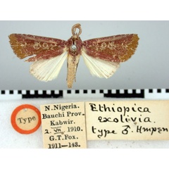 /filer/webapps/moths/media/images/E/exolivia_Ethiopica_ST_BMNH.jpg