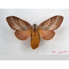 /filer/webapps/moths/media/images/P/papyroides_Pachytrina_AF_Alberta_01.jpg