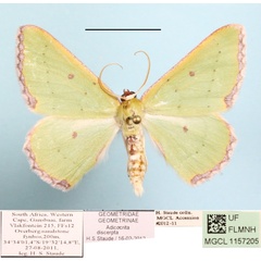 /filer/webapps/moths/media/images/D/discerpta_Adicocrita_A_MGCLa_01.JPG