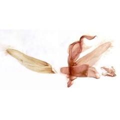 /filer/webapps/moths/media/images/L/leucomelanica_Leucotrachea_GMHT_TMSA_6539.jpg