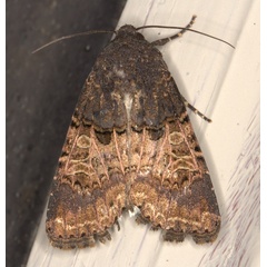 /filer/webapps/moths/media/images/B/bulgeri_Odontestra_A_Heyns_01.jpg
