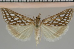 Triphassa argentea