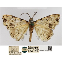 /filer/webapps/moths/media/images/N/nigropunctata_Enispades_HT_NHMUK.jpg