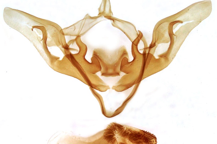 /filer/webapps/moths/media/images/C/congolensis_Abrostola_GM_Dufay-2006.jpg