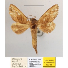/filer/webapps/moths/media/images/H/hoesemanni_Scalmicauda_A_MGCLa_01.JPG