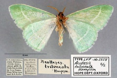 Syncollesis trilineata