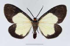 Terina circumcincta