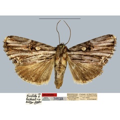 /filer/webapps/moths/media/images/B/boisduvali_Anedhella_HT_MNHN.jpg