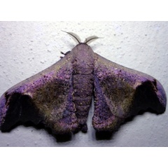 /filer/webapps/moths/media/images/N/nenia_Adrougeriana_A_Ajibade.JPG
