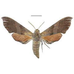 /filer/webapps/moths/media/images/S/smithi_Polyptychus_PTF_ANHRT.jpg