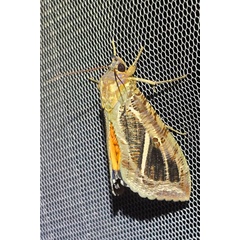 /filer/webapps/moths/media/images/M/materna_Eudocima_A_Szabolcs_03.jpg