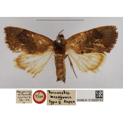 /filer/webapps/moths/media/images/M/mesogonia_Paraxestis_PTF_NHMUK.jpg