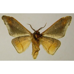 /filer/webapps/moths/media/images/F/fasciata_Gongropteryx_AM_ZSMb.jpg