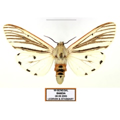 /filer/webapps/moths/media/images/M/moloneyi_Aloa_AF_Legrain_01.jpg