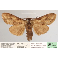 /filer/webapps/moths/media/images/T/triangularis_Eurystauridia_A_MGCLa_03.JPG