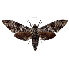 /filer/webapps/moths/media/images/K/kingstoni_Macropoliana_HT_Kingstona.jpg