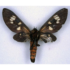 /filer/webapps/moths/media/images/B/belga_Balacra_HT_RBINS_02.jpg