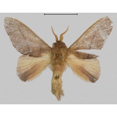 /filer/webapps/moths/media/images/E/eponine_Gonotrichidia_PTM_Mueller.jpg