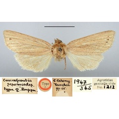 /filer/webapps/moths/media/images/S/sesamoides_Conicofrontia_HT_BMNH.jpg