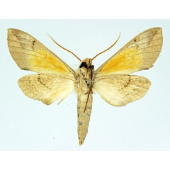 /filer/webapps/moths/media/images/M/maculalis_Malgassoclanis_AM_Basquin_02.jpg