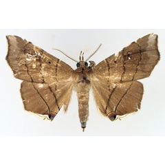 /filer/webapps/moths/media/images/N/nysa_Gracilodes_AM_TMSA_02.jpg