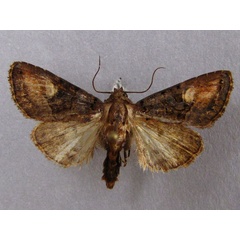 /filer/webapps/moths/media/images/A/amaranta_Tracheplexia_AM_Baron_01.jpg