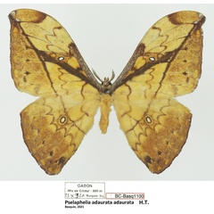 /filer/webapps/moths/media/images/A/adaurata_Pselaphelia_HT_Basquina.jpg