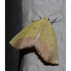 /filer/webapps/moths/media/images/C/cambogiaria_Drepanogynis_A_Roland_01.jpg