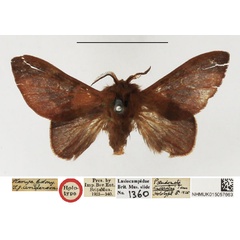 /filer/webapps/moths/media/images/A/andersoni_Pseudometa_HT_NHMUK.jpg