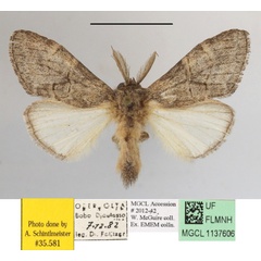 /filer/webapps/moths/media/images/B/biliturata_Rhenea_AM_MGCLa_01.JPG