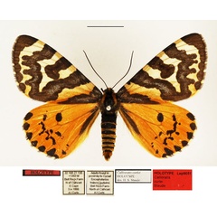 /filer/webapps/moths/media/images/C/curlei_Callioratis_HT_TMSA.jpg