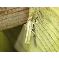 /filer/webapps/moths/media/images/I/inornata_Ancylolomia_A_Goff_02.jpg