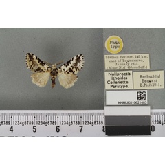 /filer/webapps/moths/media/images/L/lithoides_Noliproctis_PTM_BMNH_02a.jpg
