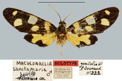 Maculonaclia sanctamaria