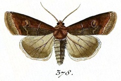 Peridroma saucia