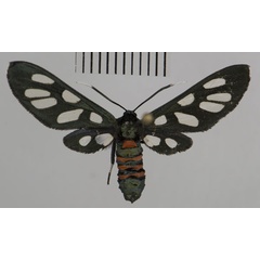 /filer/webapps/moths/media/images/S/schellhorni_Amata_PT_Schellhorn.jpg