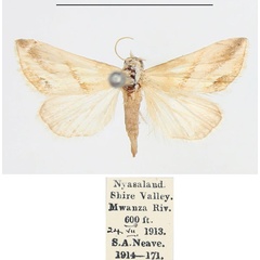 /filer/webapps/moths/media/images/F/flavida_Eublemma_AM_BMNH_01.jpg