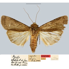 /filer/webapps/moths/media/images/A/abdita_Agrotis_STF_MNHN.jpg