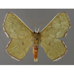 /filer/webapps/moths/media/images/O/oblongata_Perithalera_A_ZSM_01.jpg