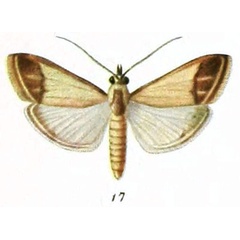 /filer/webapps/moths/media/images/A/atripalpalis_Noorda_HT_Zerny_1-17.jpg