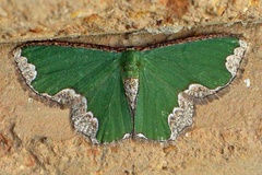 Archichlora engenes
