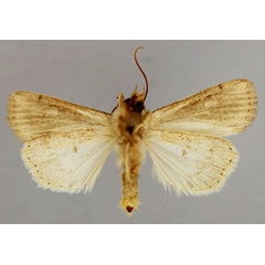 /filer/webapps/moths/media/images/L/leucogramma_Leucania_A_RMCA_02.jpg