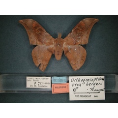 /filer/webapps/moths/media/images/B/bergeri_Orthogonioptilum_HT_RMCA_01.jpg