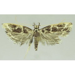 /filer/webapps/moths/media/images/P/polystriana_Dragmatucha_AM_SDEI.jpg