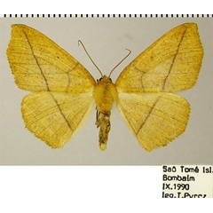 /filer/webapps/moths/media/images/G/gratiosa_Psilocerea_AF_ZSM.jpg