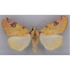 /filer/webapps/moths/media/images/P/propinqua_Terpnostola_HT_TMSA.jpg