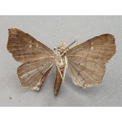 /filer/webapps/moths/media/images/N/nysa_Gracilodes_A_Baron_02.jpg